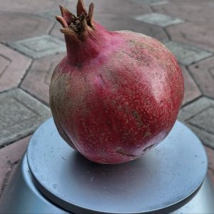 Гранат Бельбек, 1 річний, 0.8л