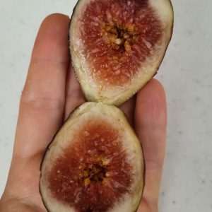 Інжир Blue Giant, 2 річний, 3л