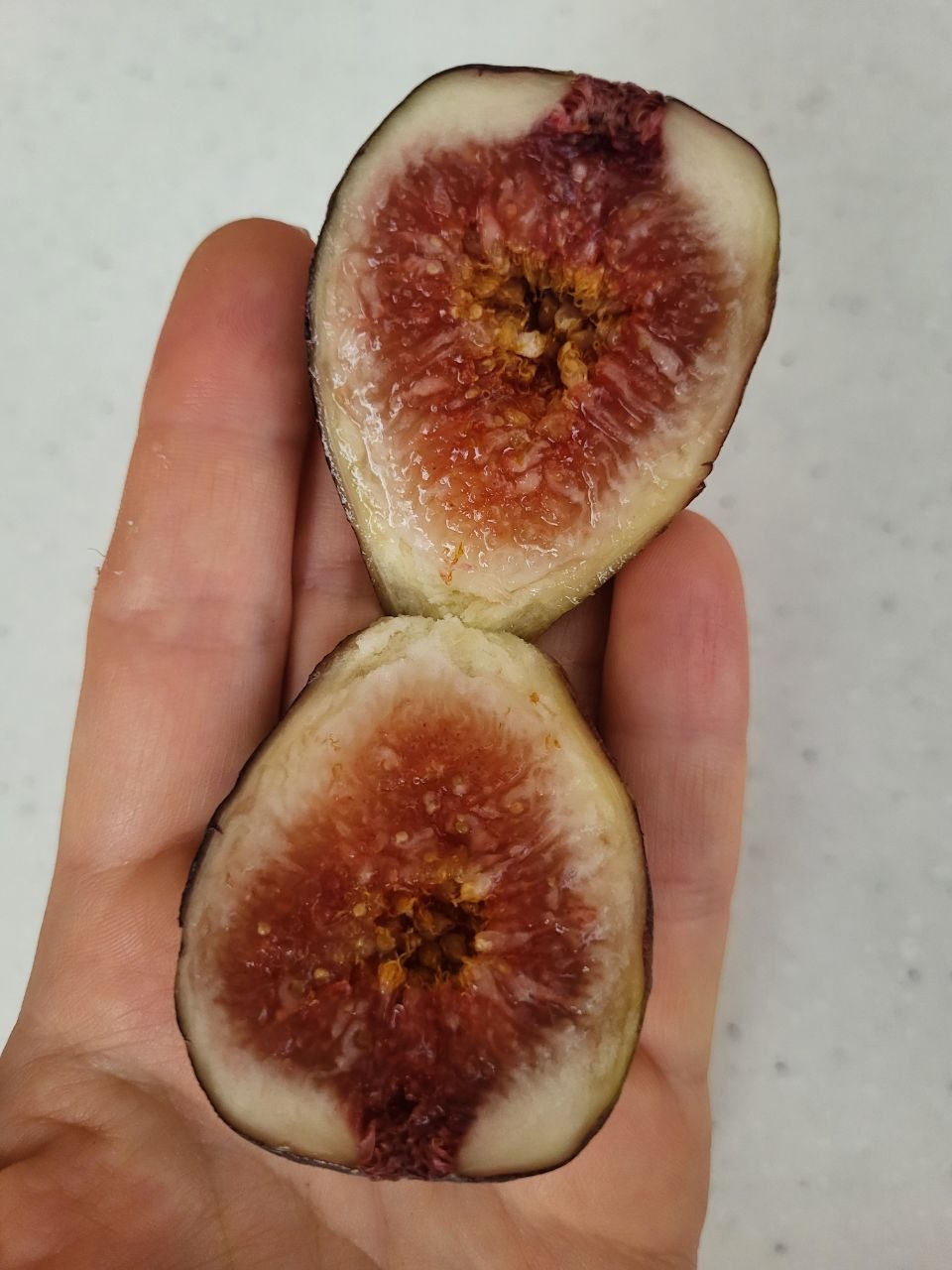 Інжир Blue Giant, 2 річний, 3л