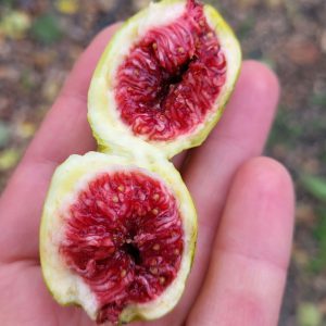 Інжир CDD Rimada, 2 річний, 3л