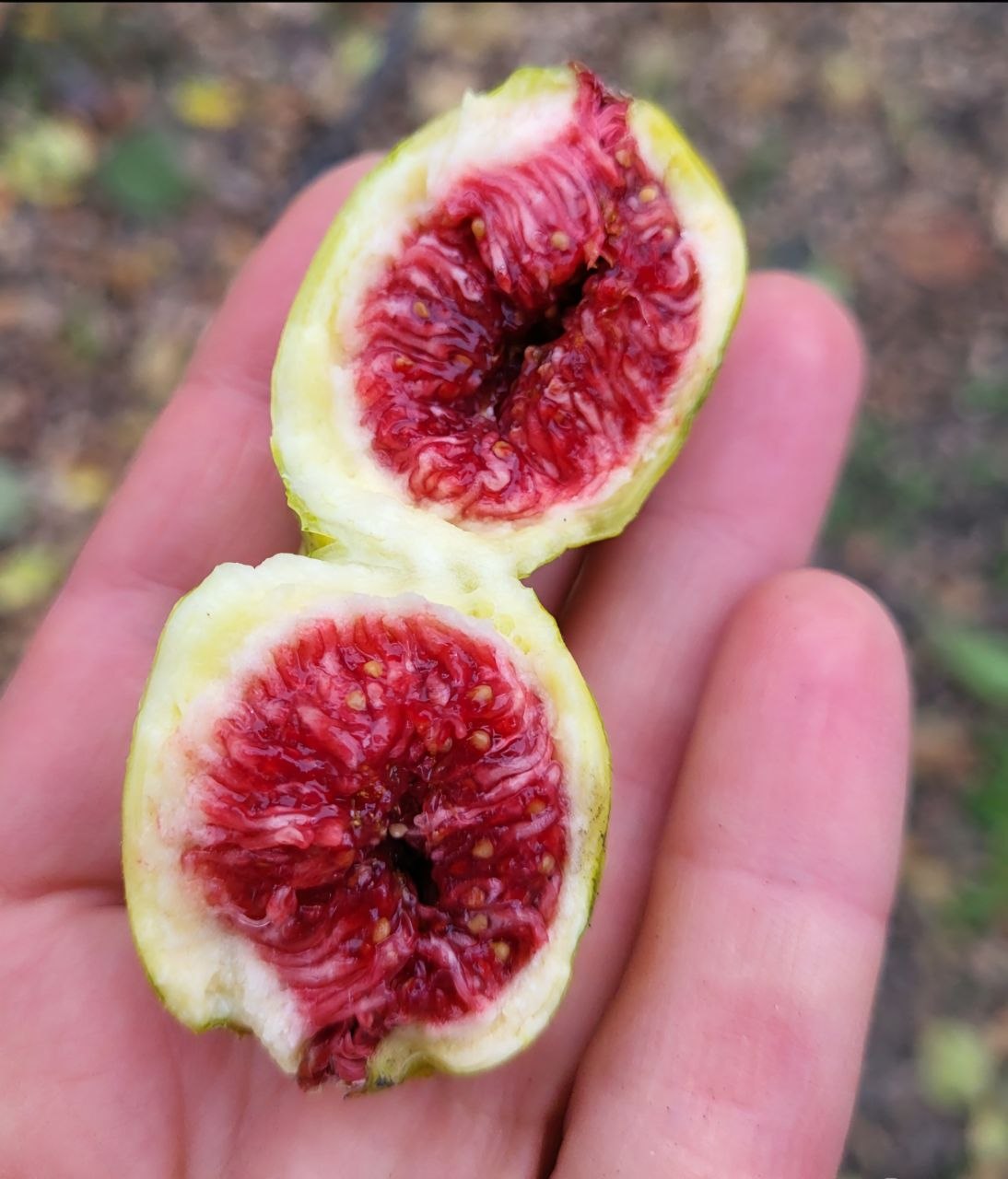 Інжир CDD Rimada, 2 річний, 3л