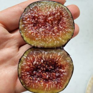 Інжир Чорний принц, 2 річний, 3л