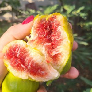 Інжир Далматський, 2 річний, 3л