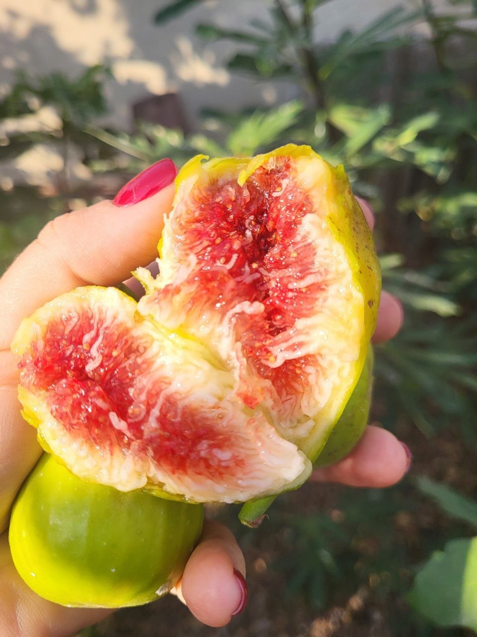 Інжир Далматський, 2 річний, 3л