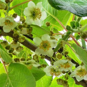 Ківі Запилювач голд ранній, 1 річний, 0.8л