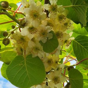 Ківі Запилювач голд середній, 1 річний, 0.8л