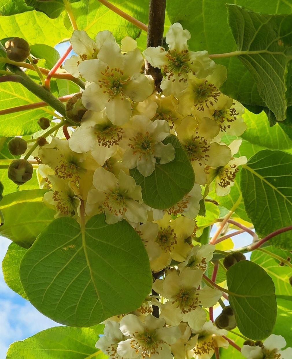 Ківі Запилювач голд середній, 1 річний, 0.8л