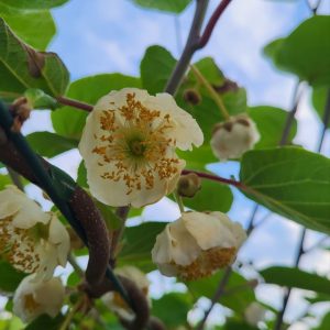 Ківі Запилювач зелений, 1 річний, 0.8л