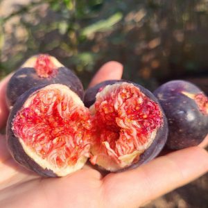 Інжир Кримський чорний, 2 річний, 3л