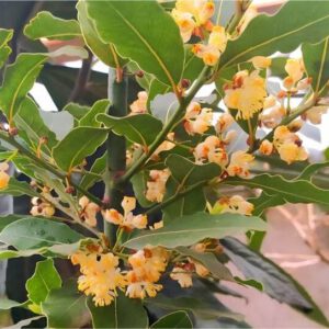 Лавр благородний, 2 річний, 0.8л