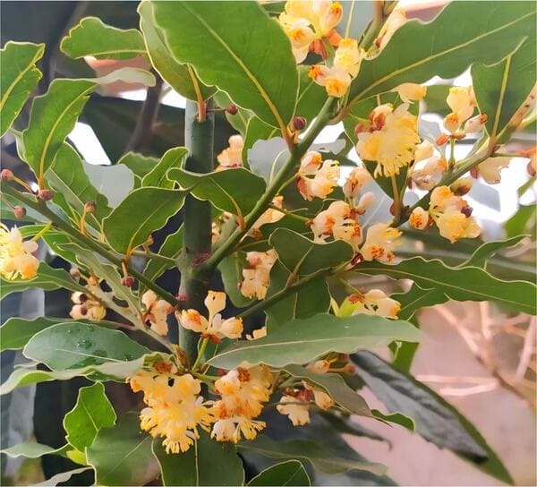 Лавр благородний, 2 річний, 0.8л