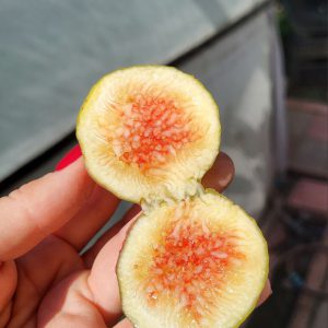 Інжир Osborn Prolific, 2 річний, 3л