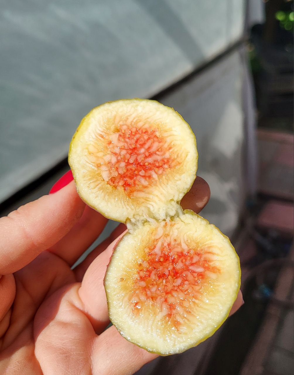 Інжир Osborn Prolific, 2 річний, 3л