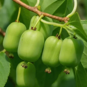 Актинідія Київська крупноплідна, 2 річна, 0.8л