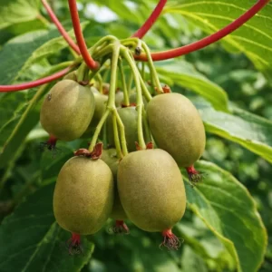 Актинідія Оригінальна, 2 річна, 0.8л