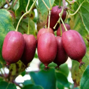 Актинідія Пурпурна, 2 річна, 0.8л