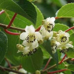 Актинідія Запилювач Дон Жуан, 2 річна, 0.8л