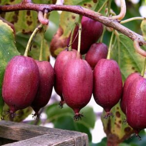 Актинідія Скарлет Септембер, 2 річна, 0.8л