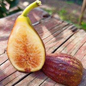 Інжир Рандіно, 2 річний, 3л