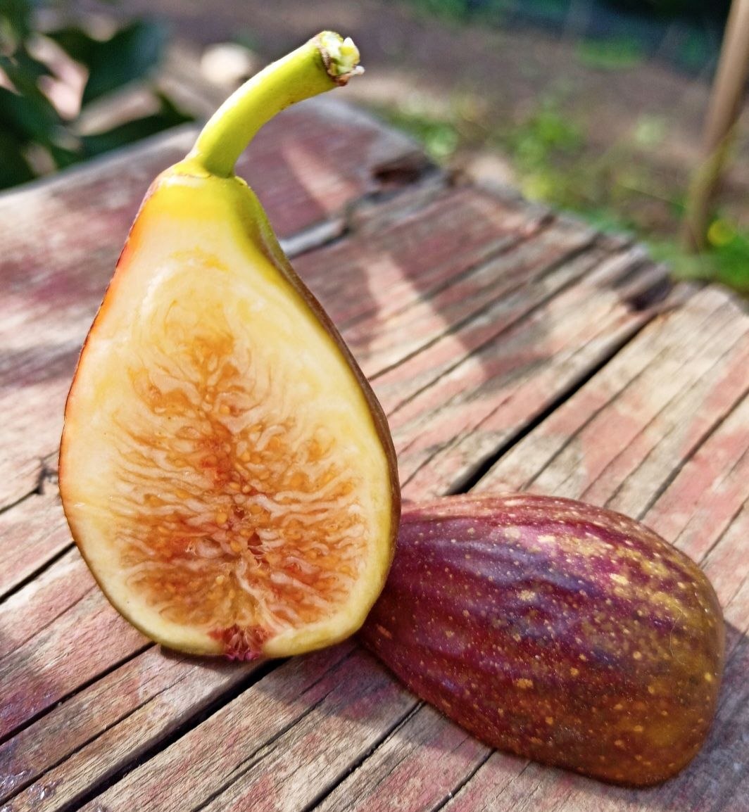 Інжир Рандіно, 2 річний, 3л