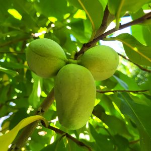 Азиміна Mango, 1-річна, від 60 см, 2-3 л