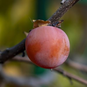 Хурма гібридна Соснівська, 1-річна, 3-річна підщепа, 110 см, 6 л