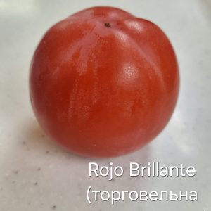 Хурма східна Рохо Брільянте, 1-річна, від 100 см, 2-3 л