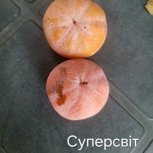 Хурма віргінська Суперсвіт, 1-річна, від 100 см, 2-3 л