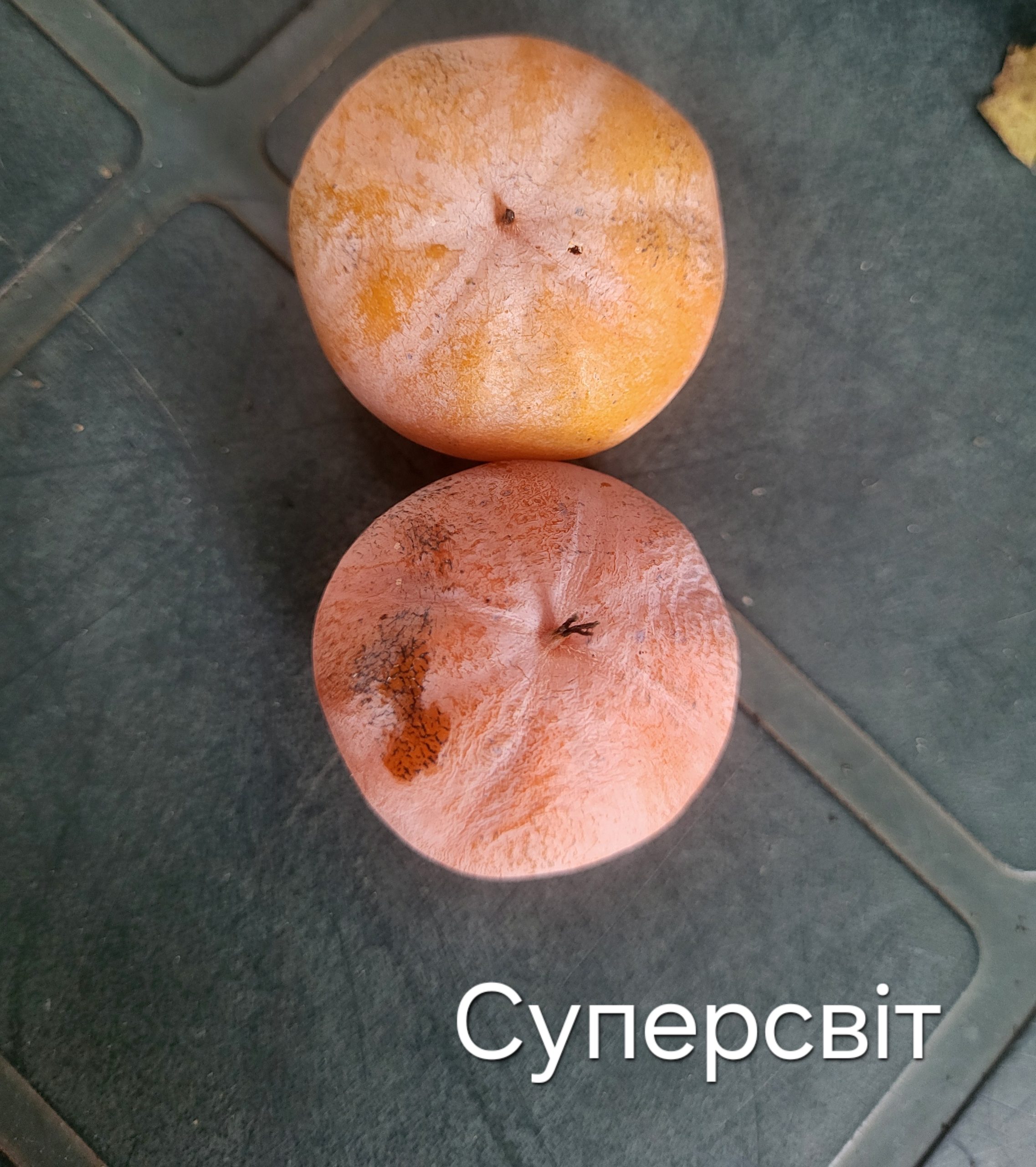 Хурма віргінська Суперсвіт, 1-річна, від 100 см, 2-3 л